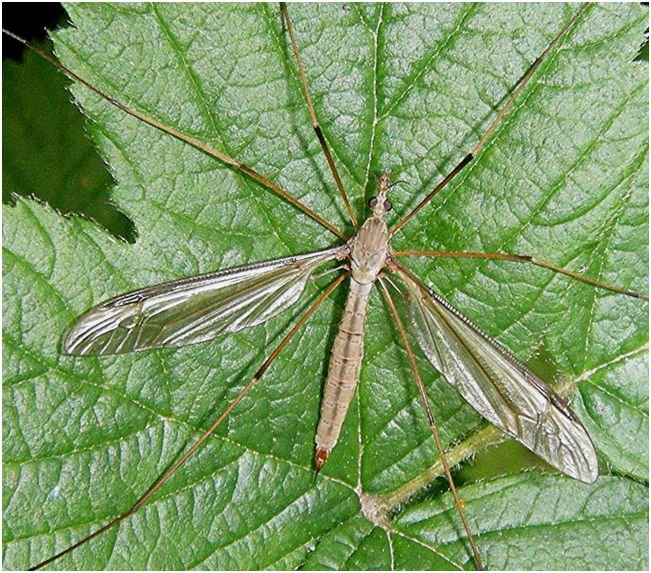Tipula oleracea